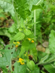 Rhynchocorys orientalis