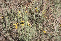 Genista aucheri