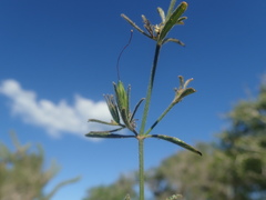 Ruellia pauciovulata