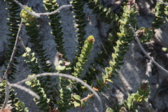 Morella cordifolia