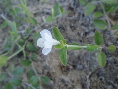 Ruellia misera