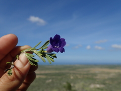 Ruellia latisepala