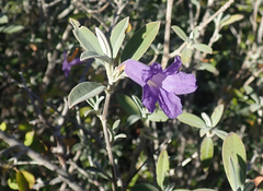 Ruellia detonsa