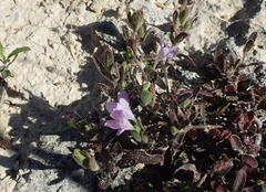 Ruellia fiherenensis