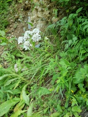 Heracleum chorodanum