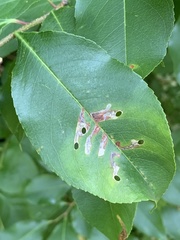 Coptodisca splendoriferella