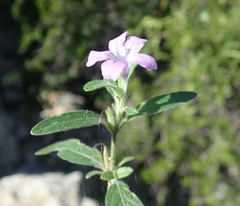 Ruellia fiherenensis