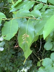 Coptodisca splendoriferella