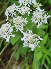 Heracleum chorodanum