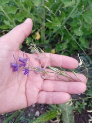 Delphinium consolida