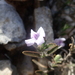 Ruellia fiherenensis - Photo (c) Laurence Ramon, alguns direitos reservados (CC BY-NC), uploaded by Laurence Ramon