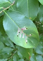 Coptodisca splendoriferella