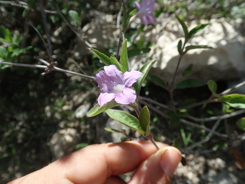 Ruellia fiherenensis image