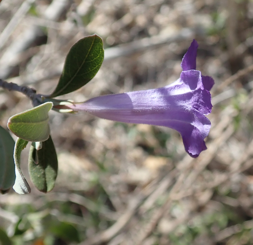 Ruellia detonsa image