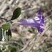 Ruellia detonsa - Photo (c) Laurence Ramon, alguns direitos reservados (CC BY-NC), uploaded by Laurence Ramon