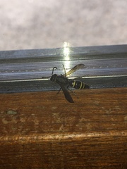 Ancistrocerus trifasciatus