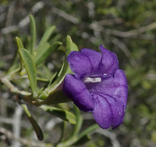 Ruellia latisepala