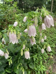 Campanula punctata