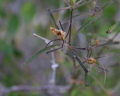 Image of Ruellia pauciovulata