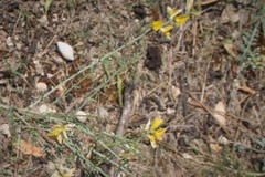 Genista aucheri