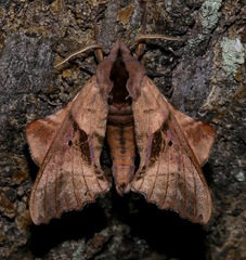 Image of Paonias excaecata