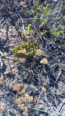 Helichrysum rutilans