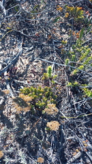 Helichrysum rutilans