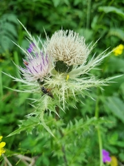 Cirsium obvallatum