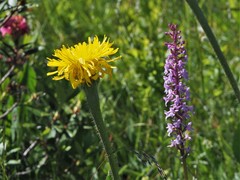 Hypochaeris uniflora