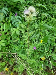 Cirsium obvallatum