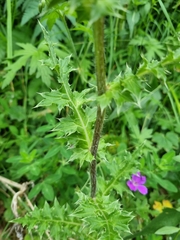 Cirsium obvallatum