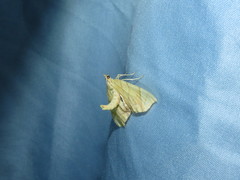 Eulithis diversilineata