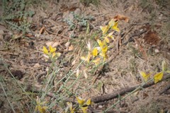 Genista aucheri