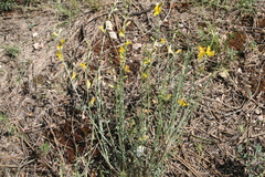 Genista aucheri