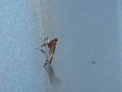 Galasa nigrinodis
