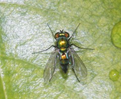 Condylostylus longicornis