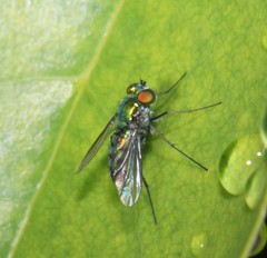 Condylostylus longicornis