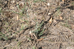 Genista aucheri