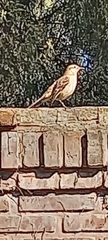 Mimus saturninus