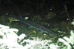 Esox americanus