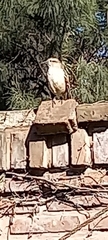 Mimus saturninus