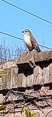 Mimus saturninus