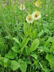 Allium victorialis
