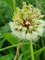 Allium victorialis
