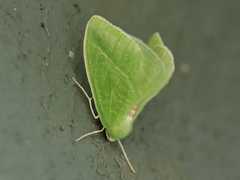 Chlorosea banksaria