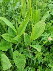 Allium victorialis