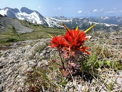 Castilleja rupicola