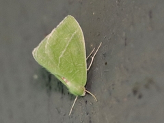 Chlorosea banksaria