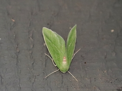 Chlorosea banksaria