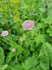 Astrantia trifida